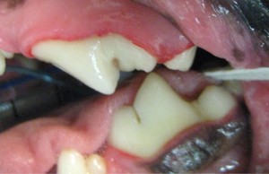 Dentistry After